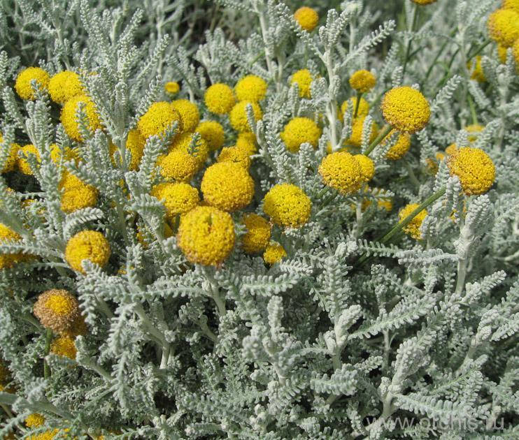 

Сантоліно кипарисовидне