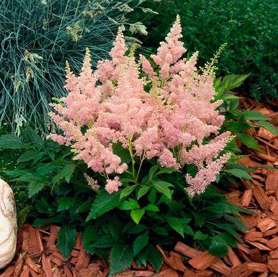 

Астильба Арендса Р9