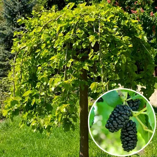 

Шолковиця "Плакучая" (Morus Pendula)(1.2 м -1.5 м)