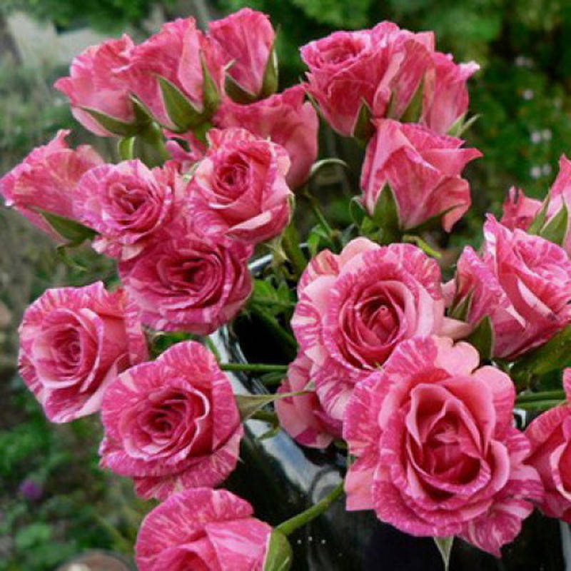 

Пинк Флеш (Pink Flash)