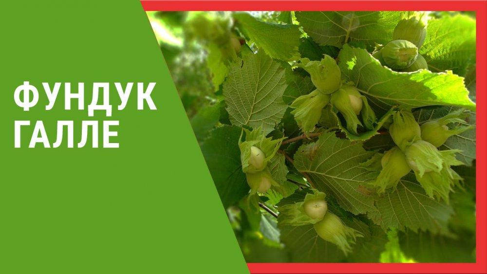 

Саженцы фундука «Галле» (трехлетние)
