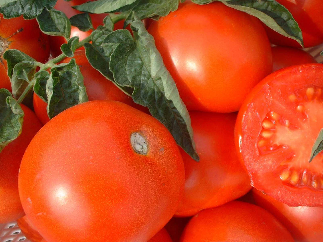 

Томат сорт Елеонора, 0,5 г