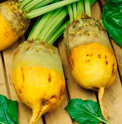 

Свекла кормовая Эккендорфская желтая 100 г