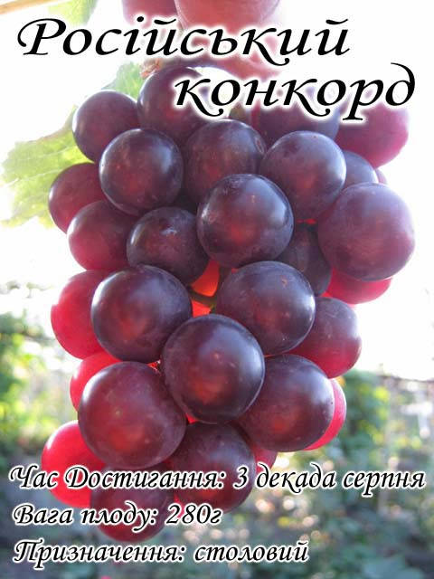 

Виноград