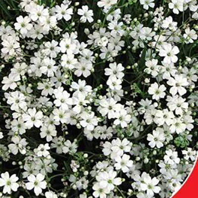 

Семена Цветы Гипсофила Белое облако 0,2г GL Seeds (1824), Белый