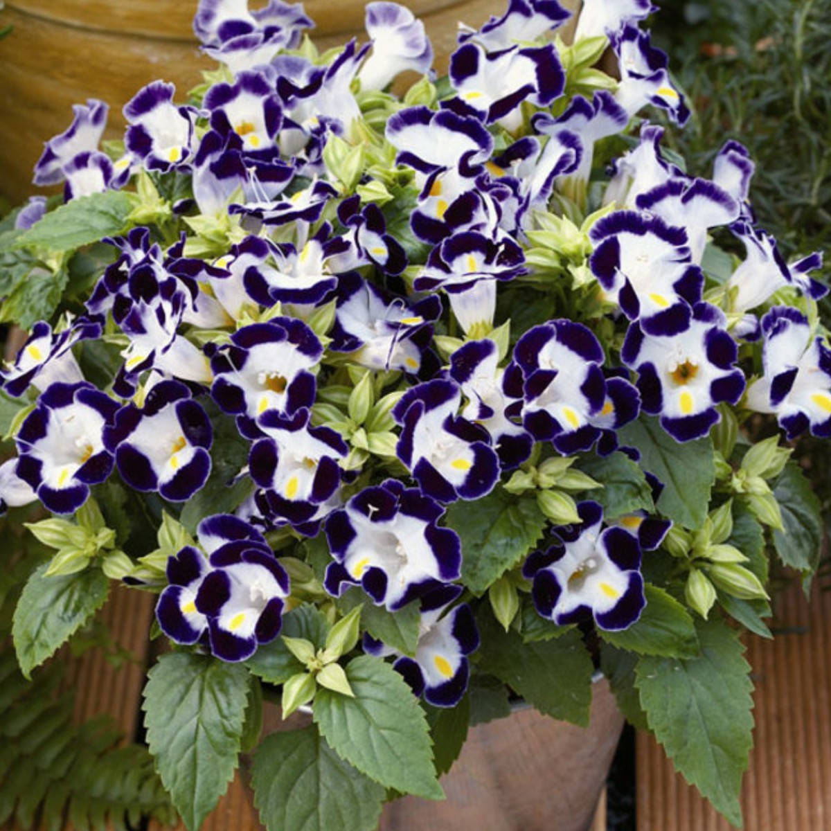 

Семена цветов Торения Kauai Deep Blue , 10 шт PanAmerikan, Синий