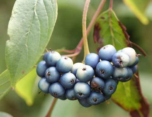 

Дерен запашний Блю Клауд/ Cornus amomum Blue Cloud С3 /Н 100-130