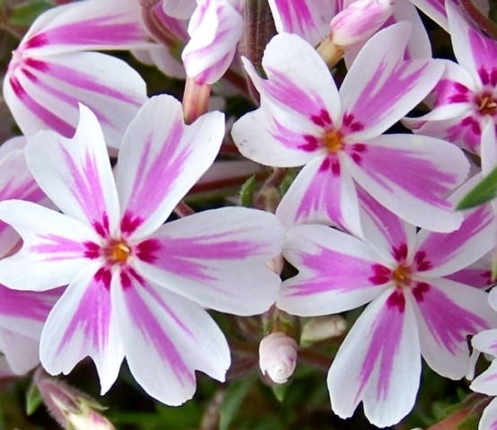 

Флокс шиловидный Candy Stripes (Кэнди Страйп)