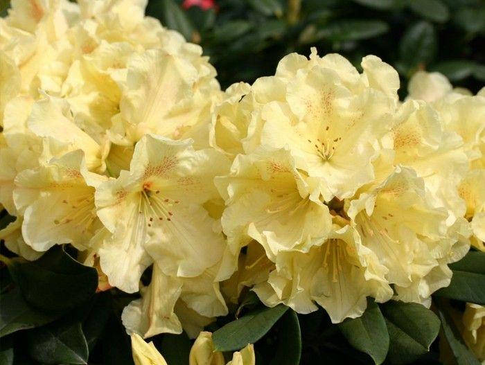 

Рододендрон "Goldinetta" (С3 30-40 см)
