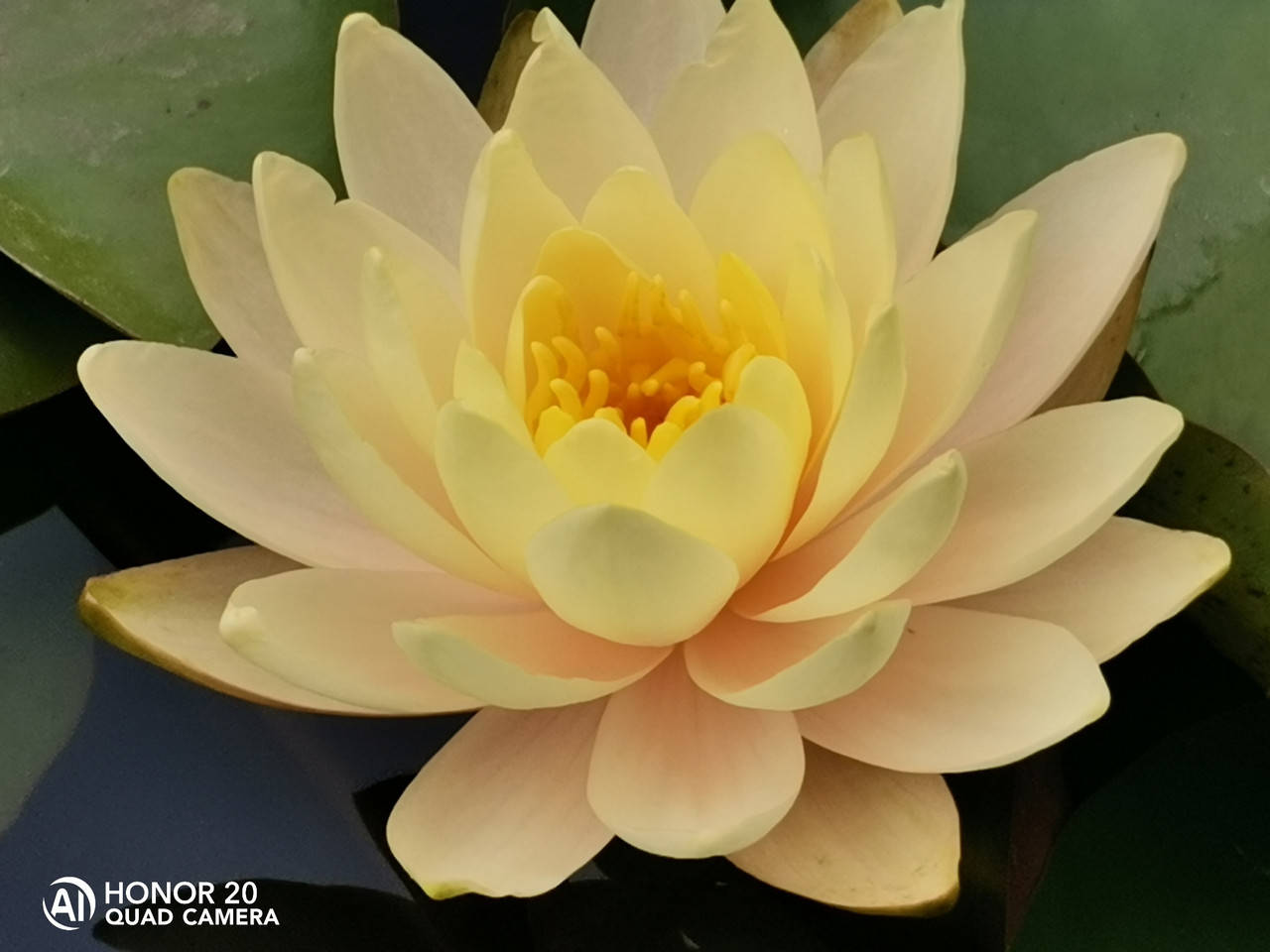 

Нимфея «Иннэр Лайт» (Nymphaea «Inner Light») (взрослое растение)