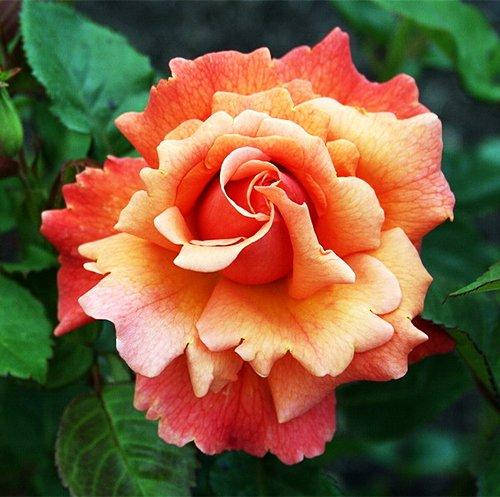 

Роза флорибунда Easy Does It Изи Даз Ит