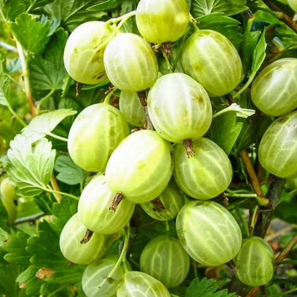 

Саженцы крыжовника «Изумруд»