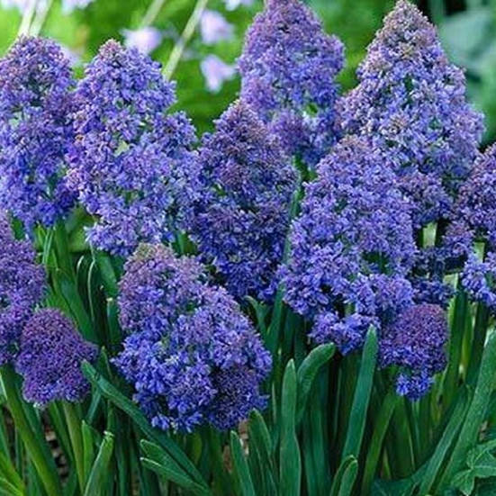 

Мускари махровый, Muscari