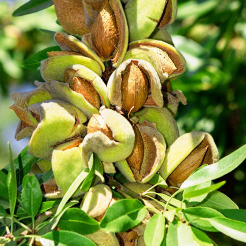 

Саженцы миндаля ДЕСЕРТНЫЙ (двухлетний)