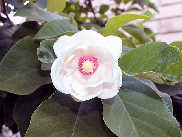

Магнолия Зибольда (Magnolia sieboldii)
