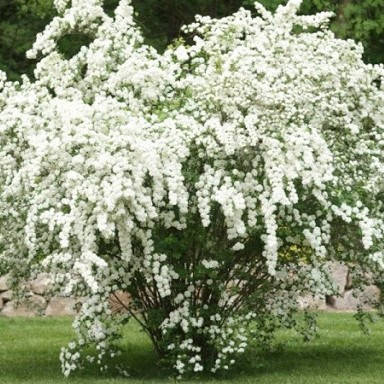 

Спирея Вангутта, Spiraea vanhouttei