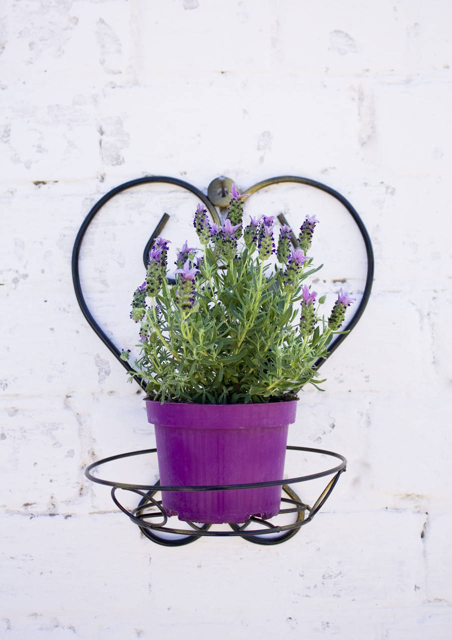 

Кованая Настенная Подвесная Подставка для Цветов на 1 Горшок "Сердце"