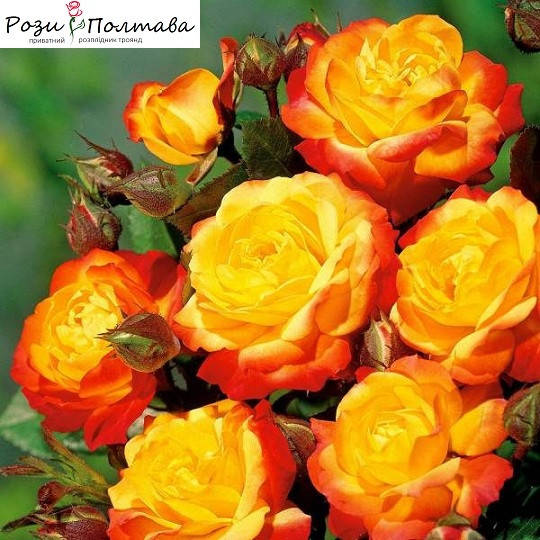 

Мандарин (Mandarin)