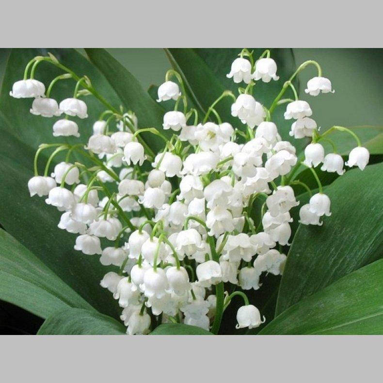 

Ландыш майский, контейнер 1л