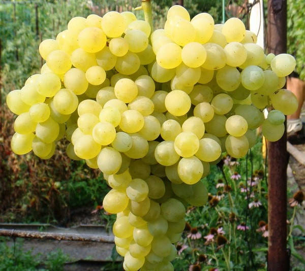 

Виноград кишмиш 342 (саженец привитой)