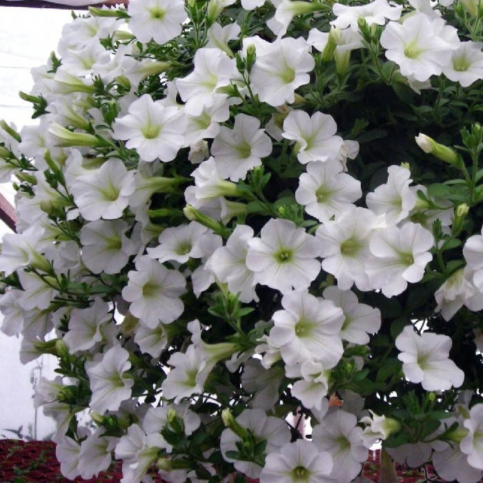 

Семена Петуния ампельная Изи Вейв F1 Белая 50 драже Pan American, Белый