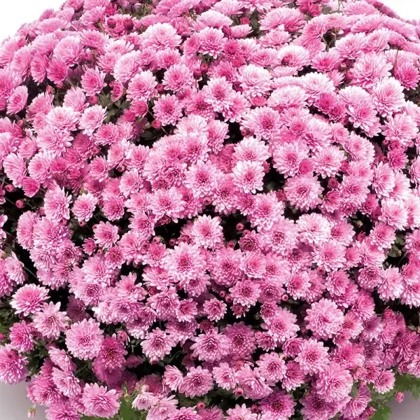 

Хризантема дрібноквіткова горшкова Jasoda Dark Pink