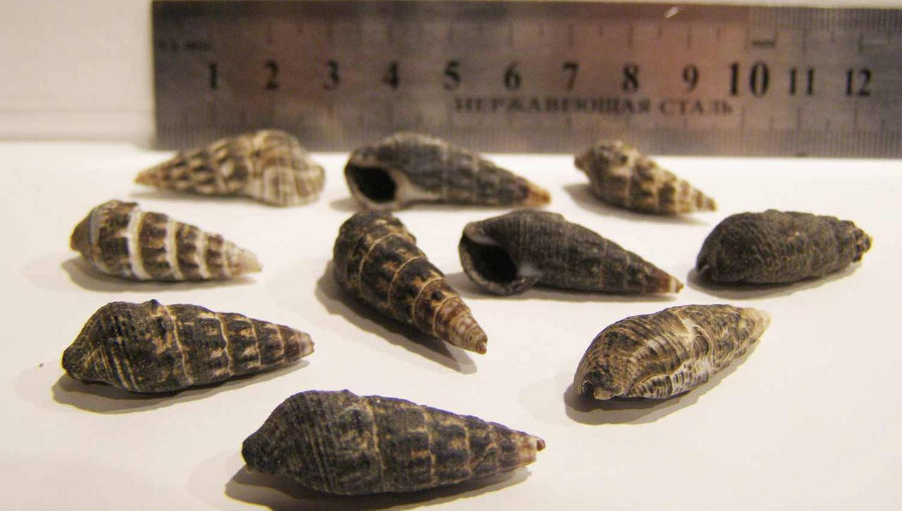 

Ракушка морская натуральная Церетиум (Ceretium) набор 10шт.