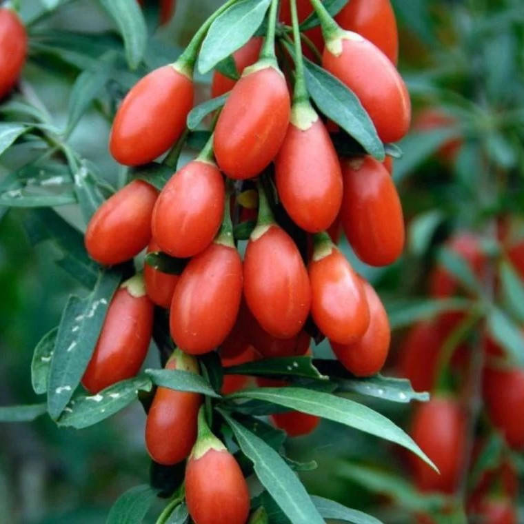 

Саженцы Годжи Lycium Barbarum №1 - средняя, красно-оранжевая, сладкая