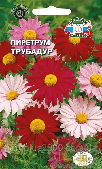 

Семена Пиретрум Трубадур Смесь 0,1 грамма Седек, Разные цвета