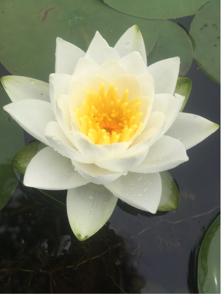 

Нимфея «Вайт Султан» (Nymphaea «White Sultan») (взрослое растение)