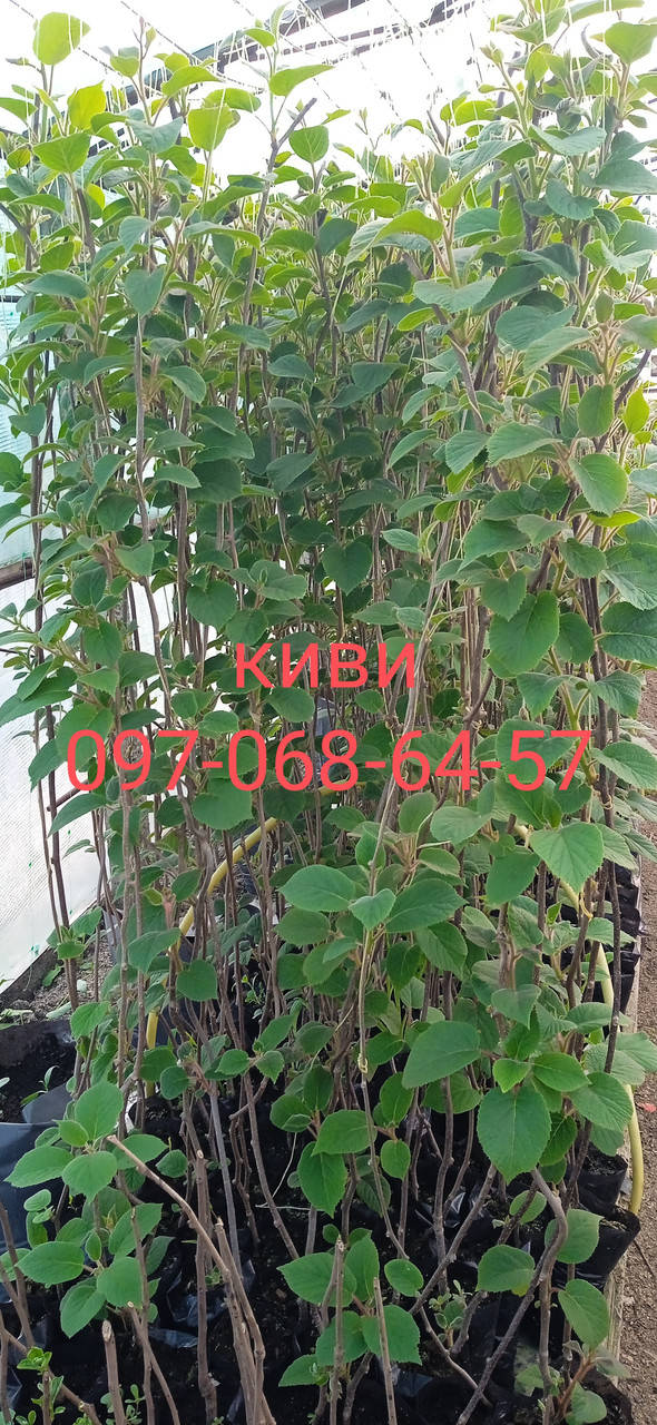 

КИВИ МОРОЗОСТОЙКИЙ