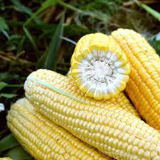 

Сахарная кукуруза ФОРВАРД F1 Lark Seeds 2500 шт