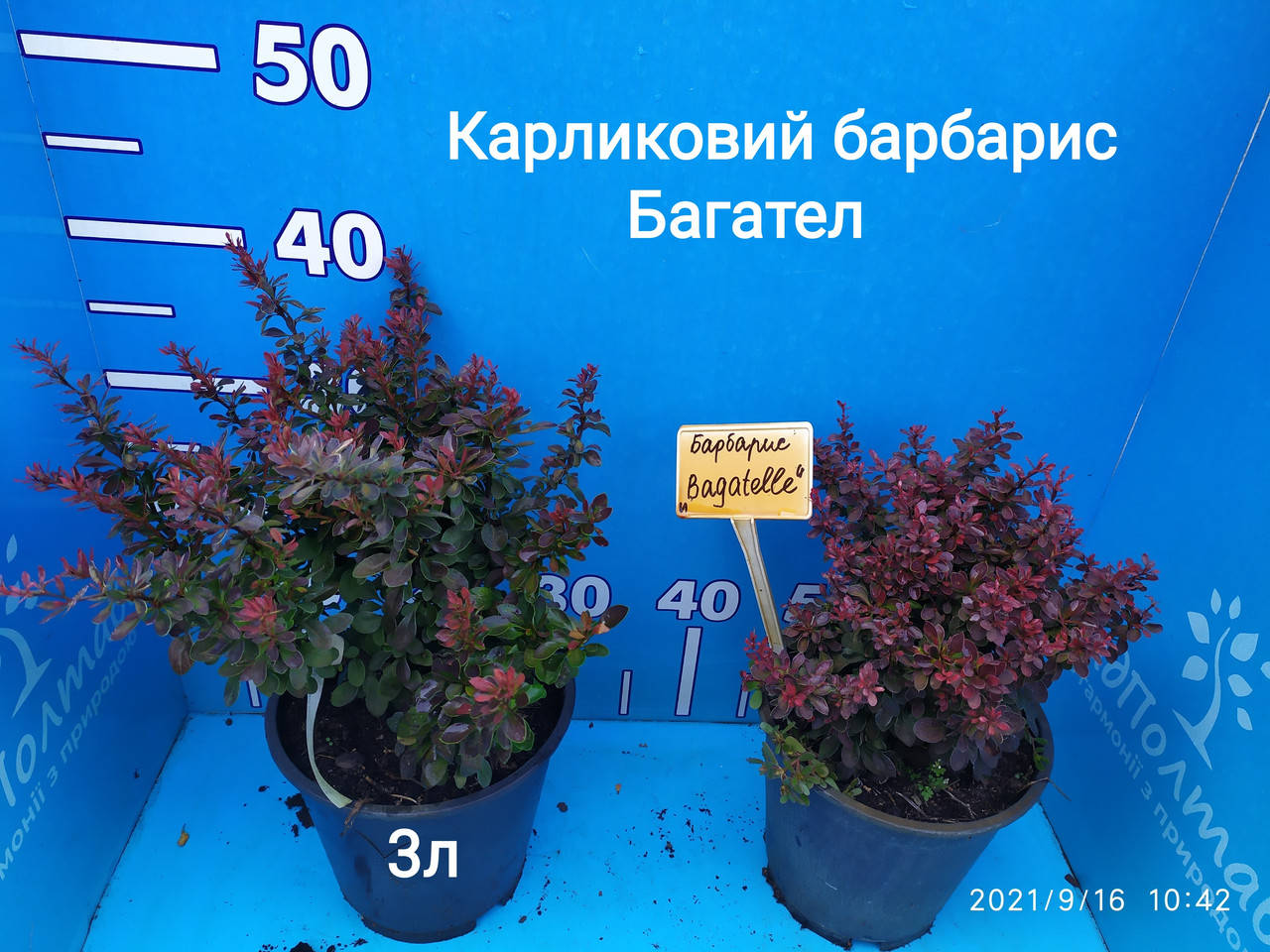 

Барбарис тунберга Багател /Berberis thunbergii 'Bagatelle'/ в конт.3л