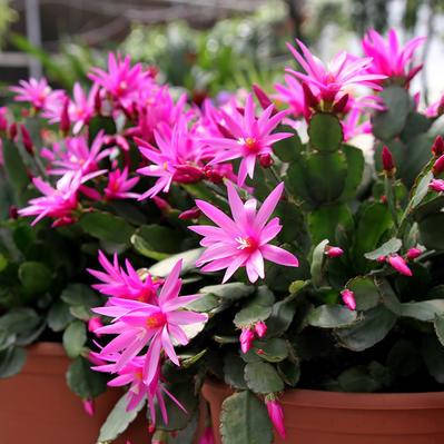 

Шлюмбергера, рождественник микс, Schlumbergera, Розовый