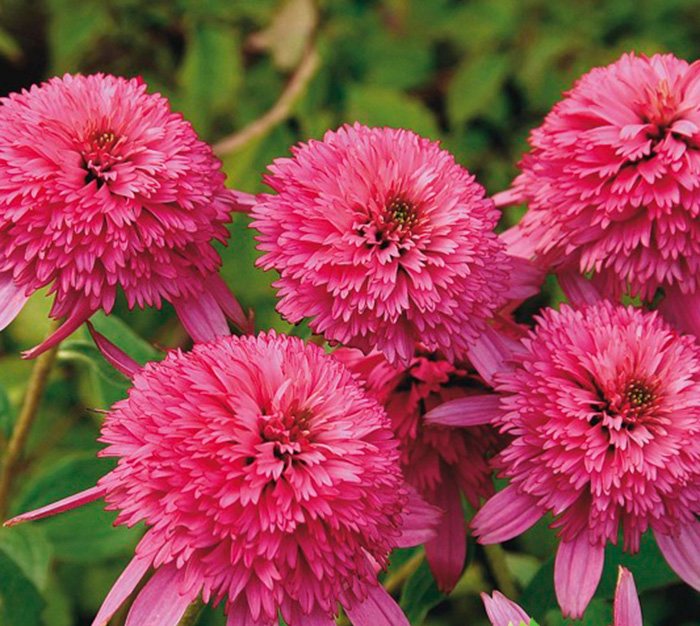 

Эхинацея махровая Pink Double Delight (Пинк Дабл Делайт)