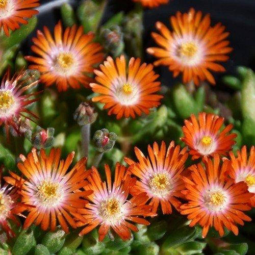 

Делосперма Jewel Topaz (саженцы)