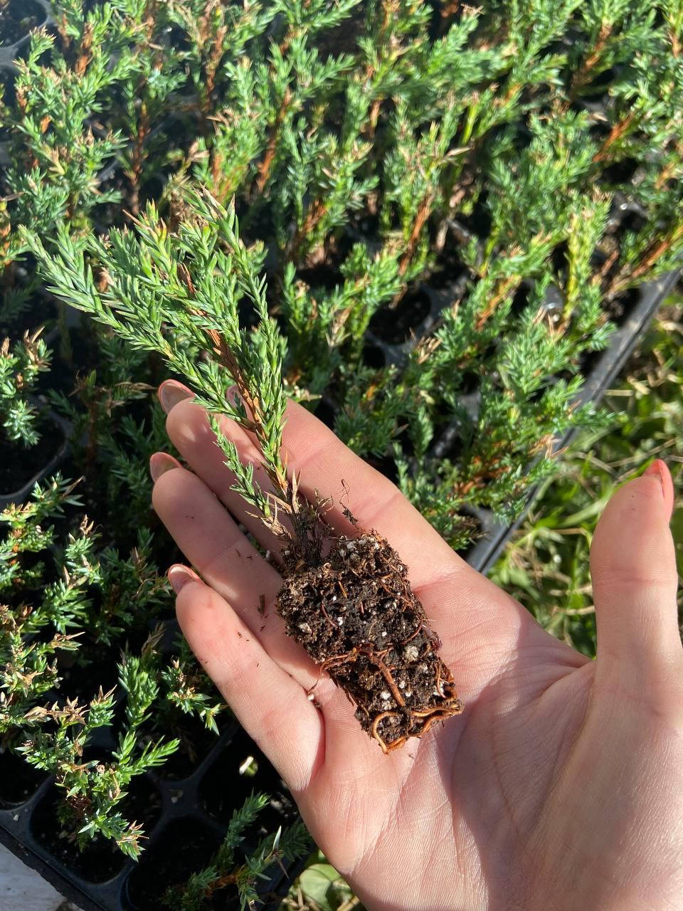 

Можжевельник Скальный Мунглоу в кассетах (Juniperus scopulorum Moonglow) 9 см