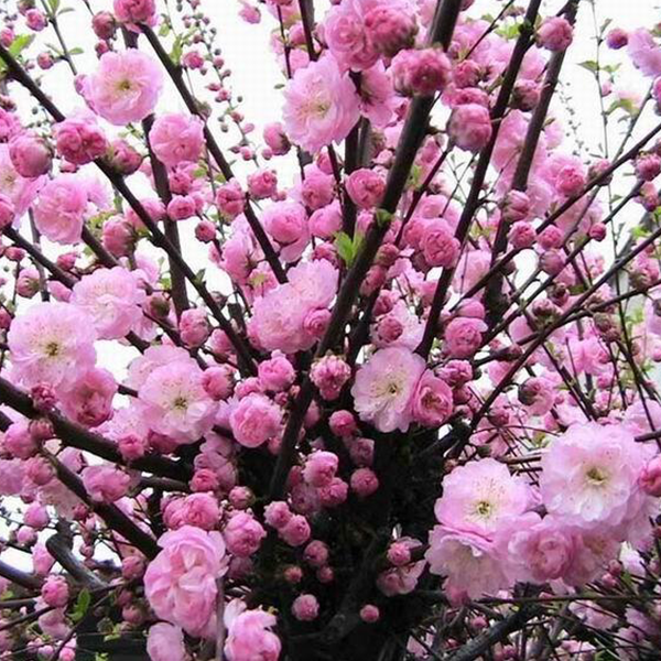 

Саженцы декоративного миндаля «Цветущий Розовый» - 1-летний