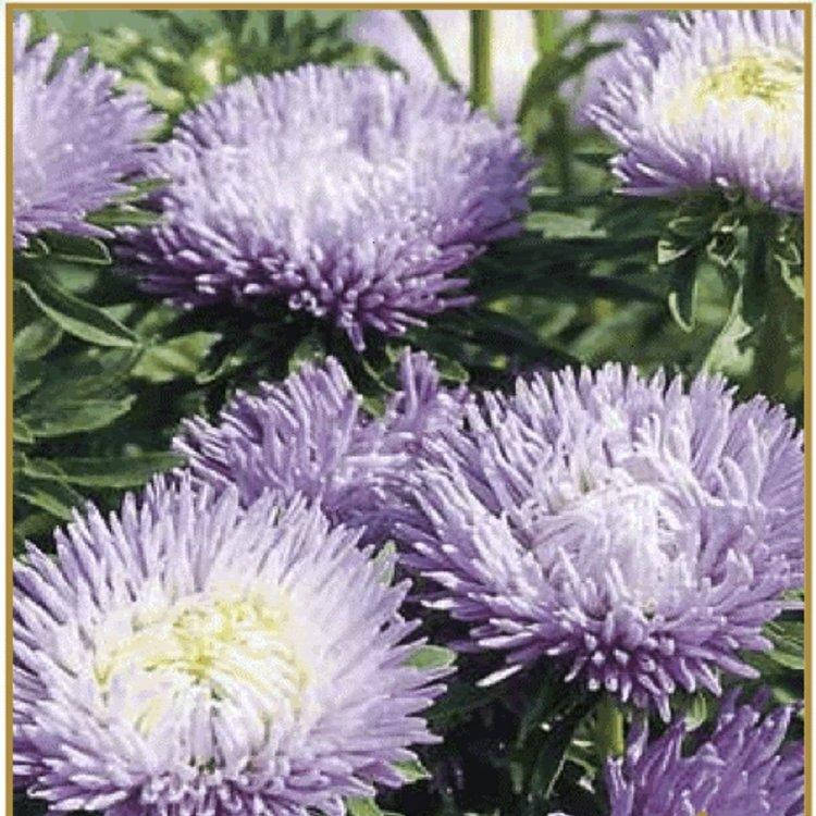 

Семена Астра Идеал лавандовая 0,1 г W.Legutko 5009, Сиреневый