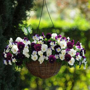 

Семена цветов Виола ампельная микс( Cool Wave Mix, ) 5 шт PanAmerikan, Разные цвета