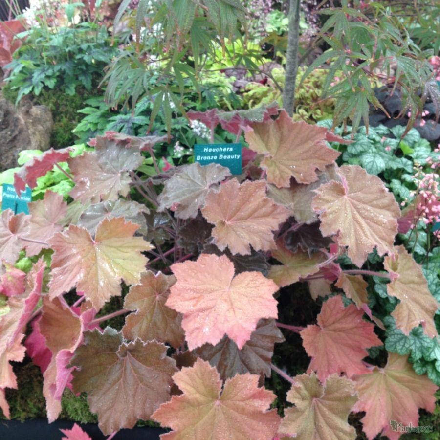 

Гейхера Бронз бьюти, Heuchera villosa Bronze Beauty