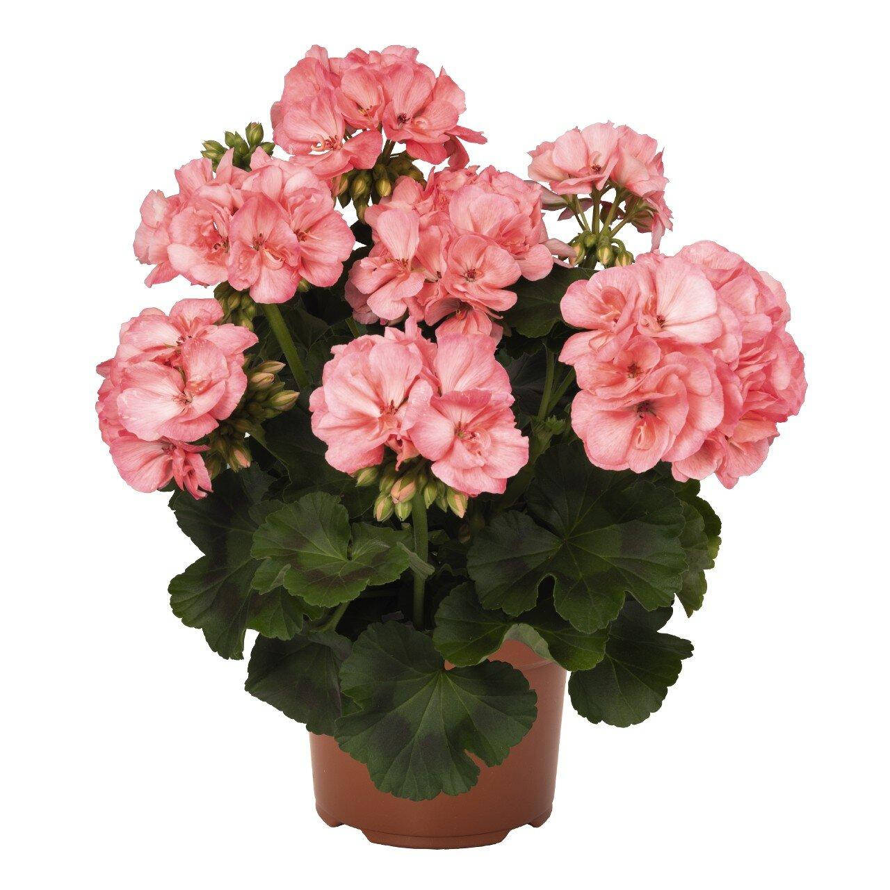 

Пеларгония Survivor Appleblossom Splash