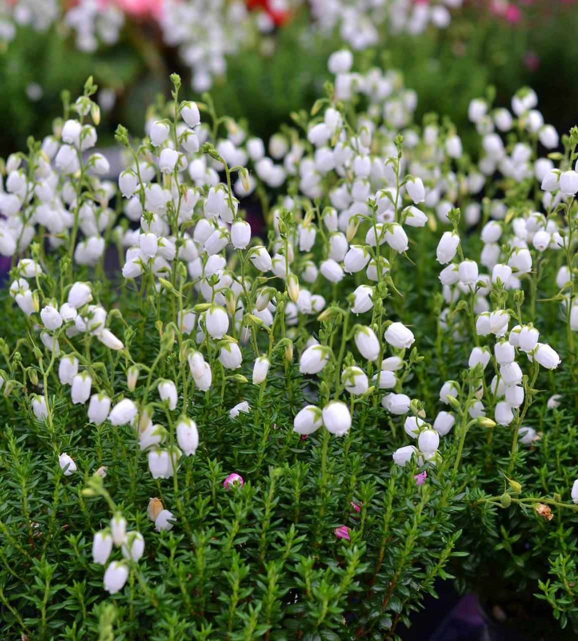 

Дабеция кантабрийская Синдерелла \ Ирландский вереск ( саженцы)