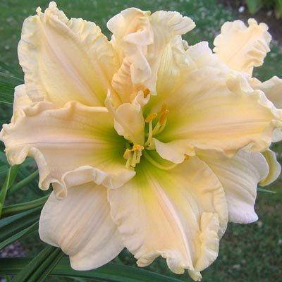 

Лилейник Schnickel Fritz (саженцы)