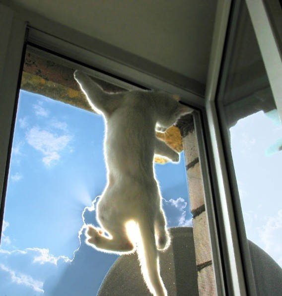 

Оконная рамочная сетка Элит Антикошка с алюминиевым полотном Золотой дуб 1м2, Коричневый