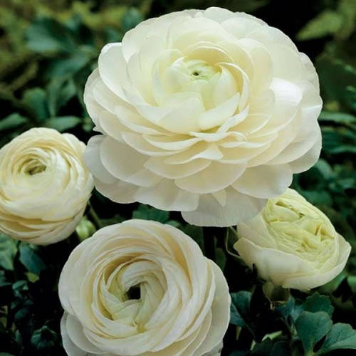 

Клубни Лютик Ranunculus Aviv With