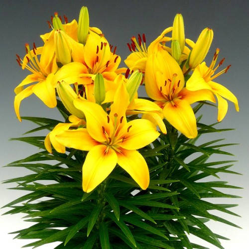

Лилия Илзе (Lilium Ilse) - 1 шт.