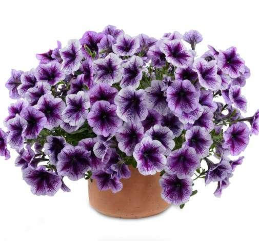 

Петуния Ray Purple Vein рассада в горшке 0,3л
