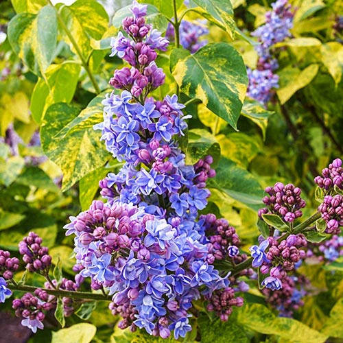 

Сирень обыкновенная Аукубафолия / С3 / Syringa vulgaris Aucubaefolia