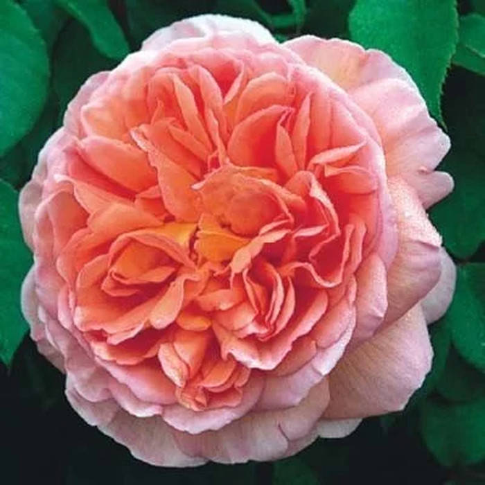

Абрахам Дерби (Abraham Darby)